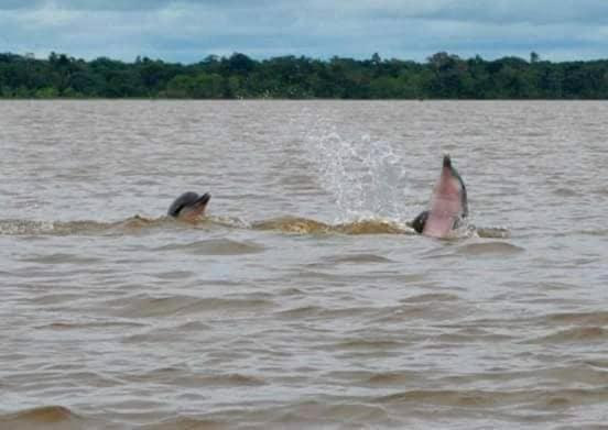 A&T Amazon Backpacker'S Bed and Breakfast Iquitos Buitenkant foto